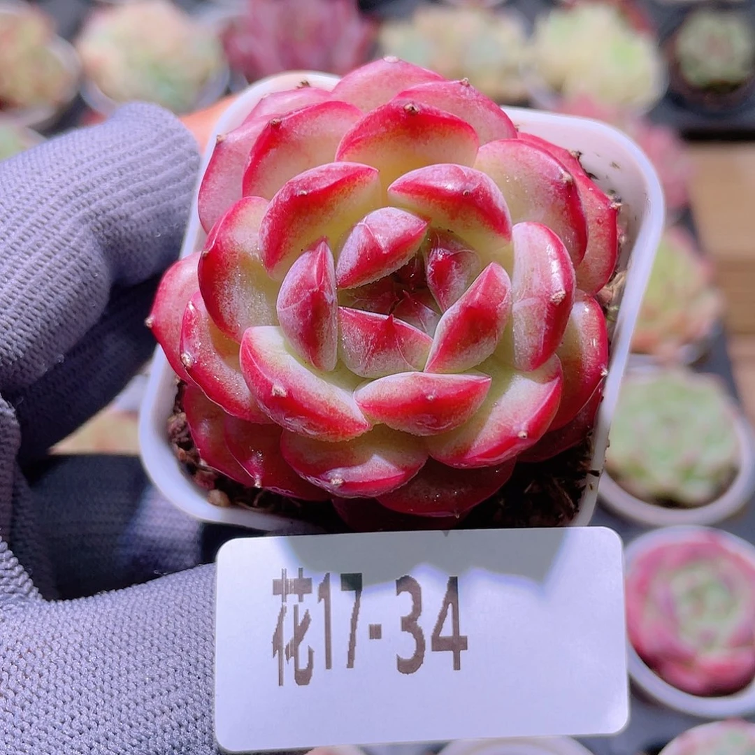 花利美17-34新品