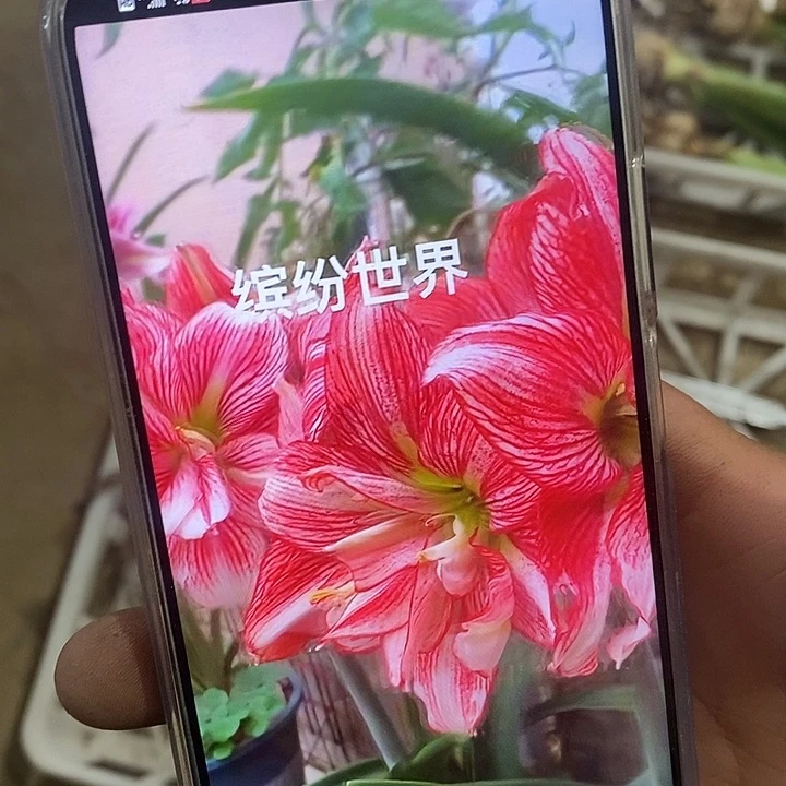 朱顶红缤纷世界5厘米以上