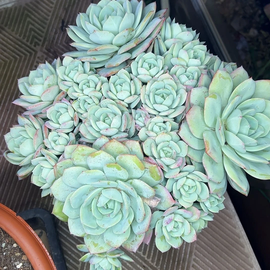 恋曲大群，一物一拍