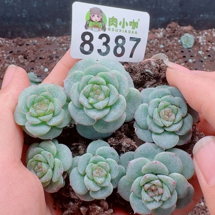 多肉植物多肉植物