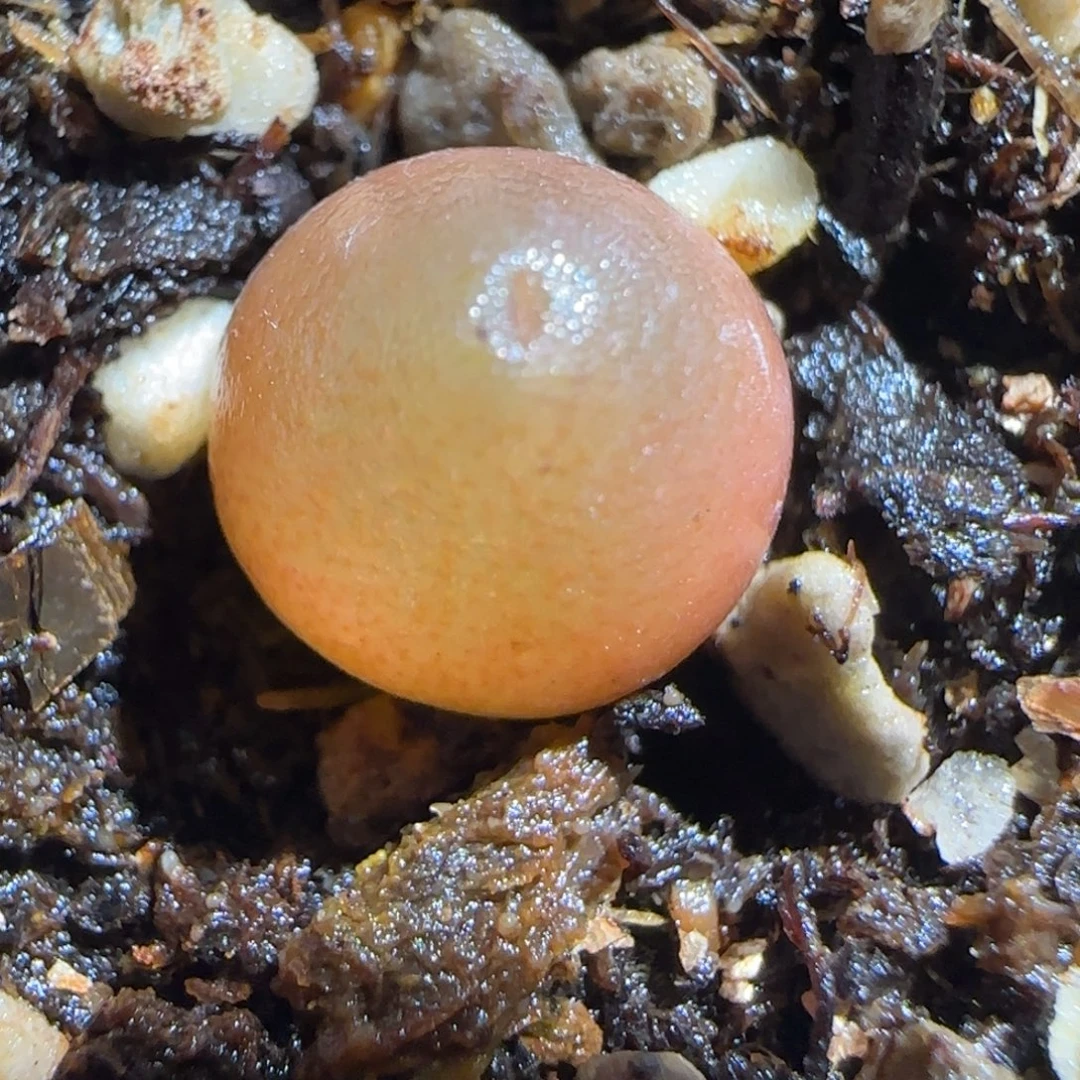 肉锥多肉植物组合-哈默462