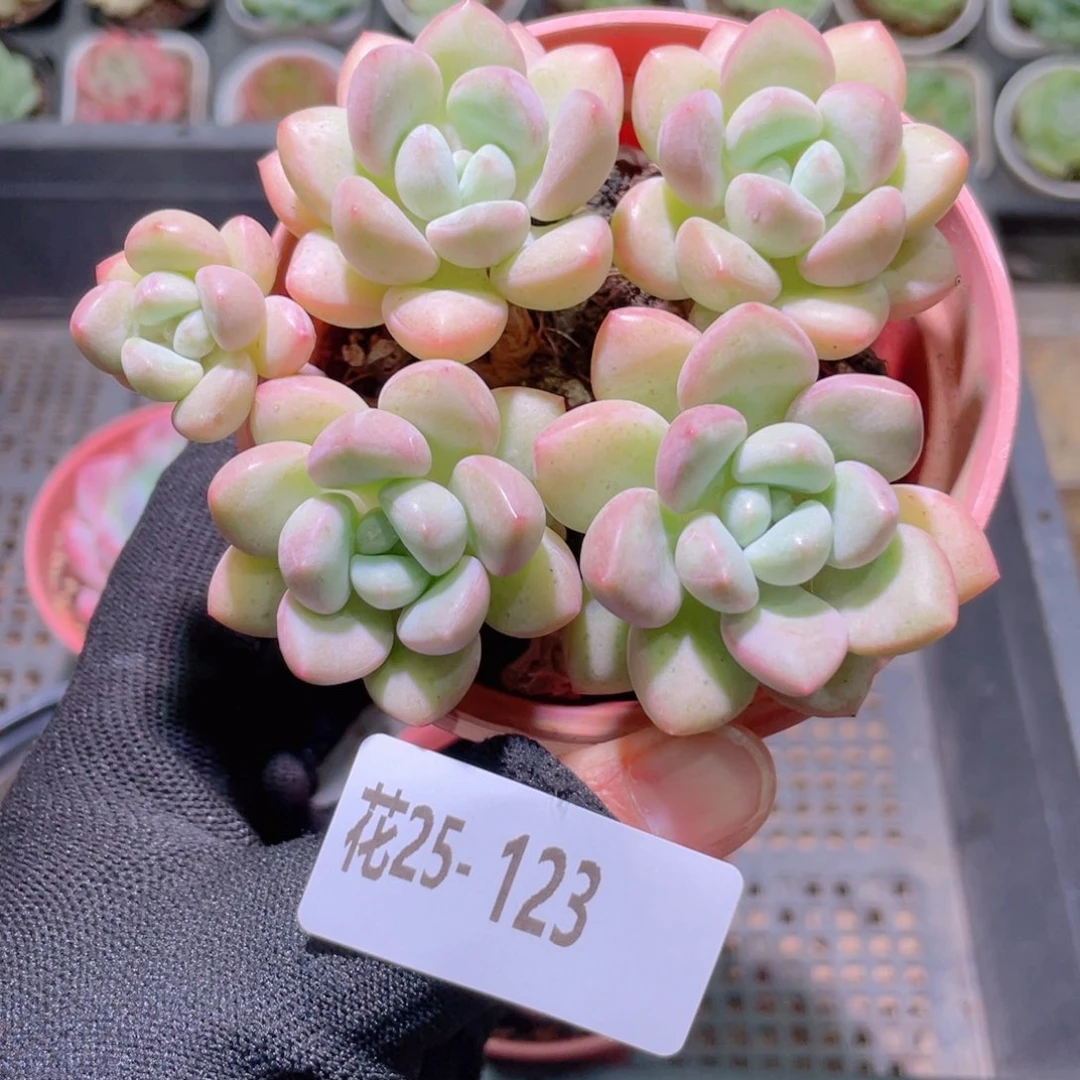 花利美25-123泡泡糖