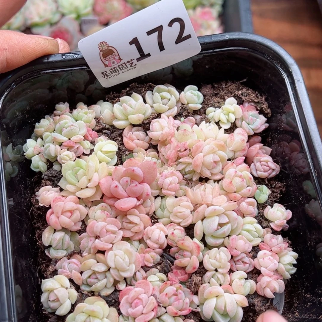 多肉植物多肉植物