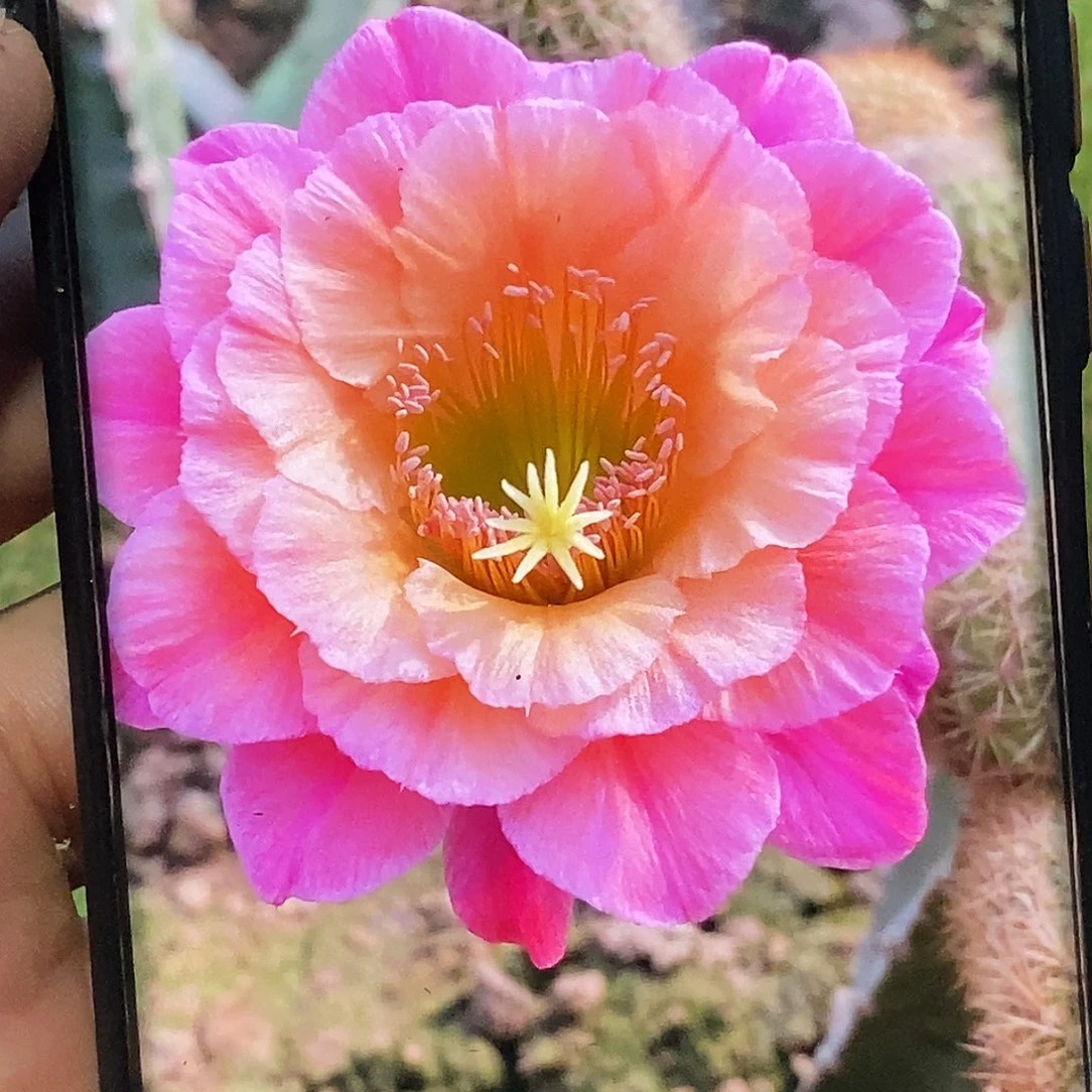 金妞 时光侧芽歪20包邮/高 12公分