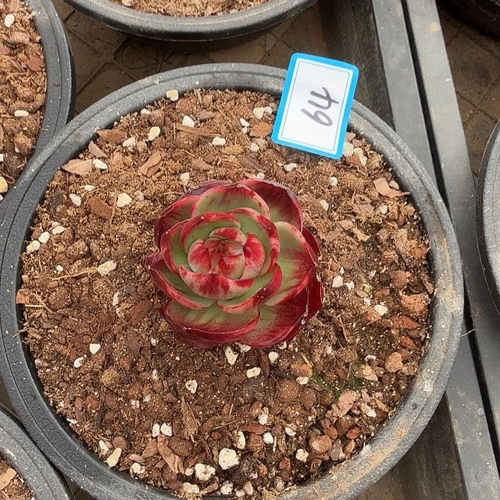 曾***节64------------------