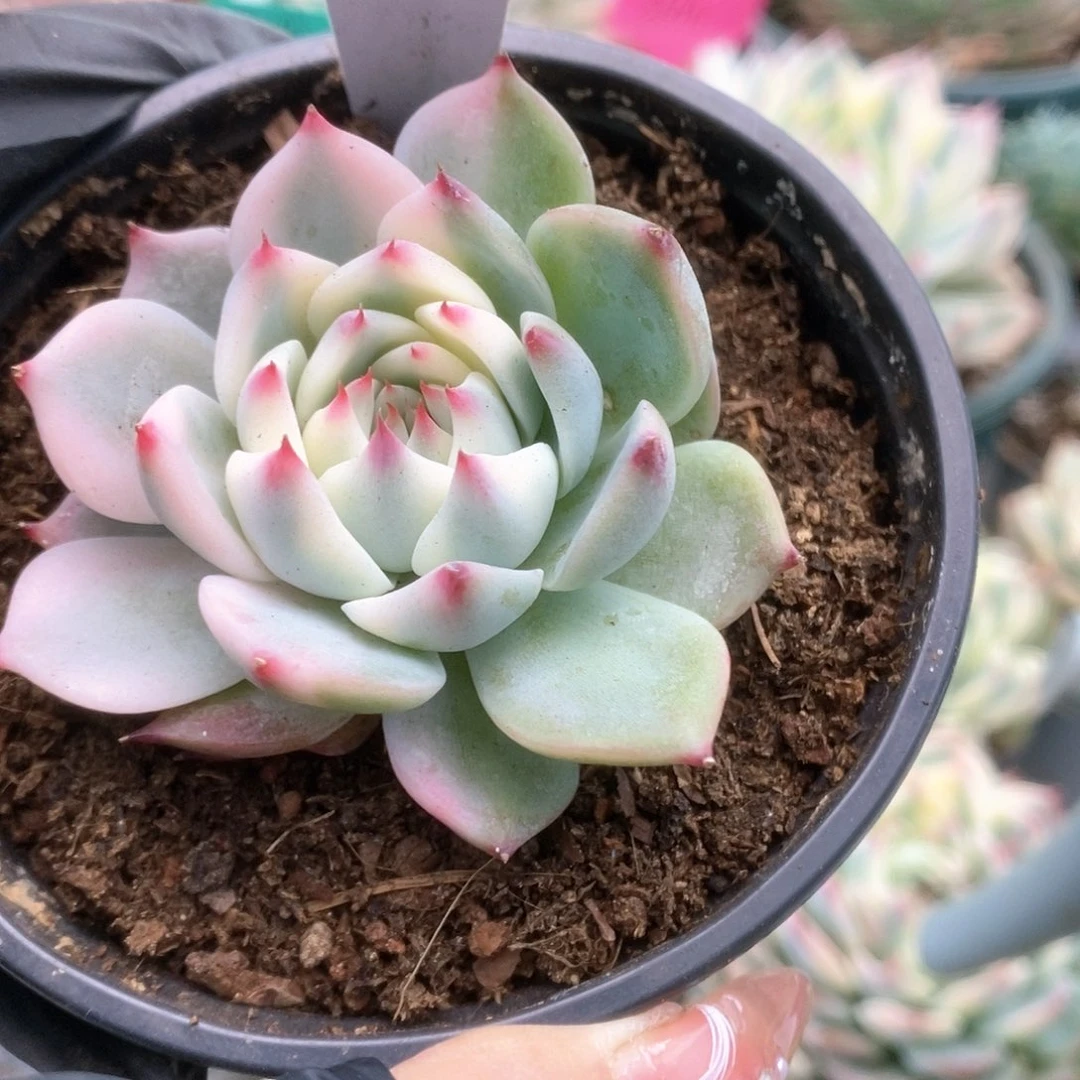 131锦锦锦锦锦锦锦