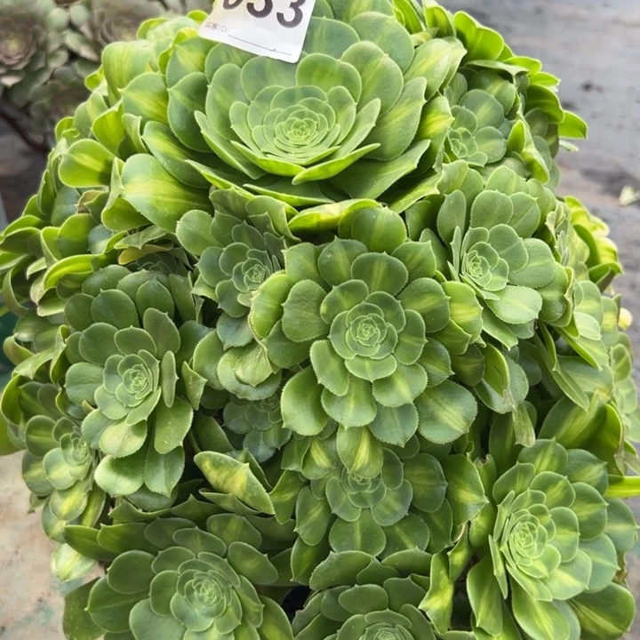 033翡翠琉璃多肉32厘米左右