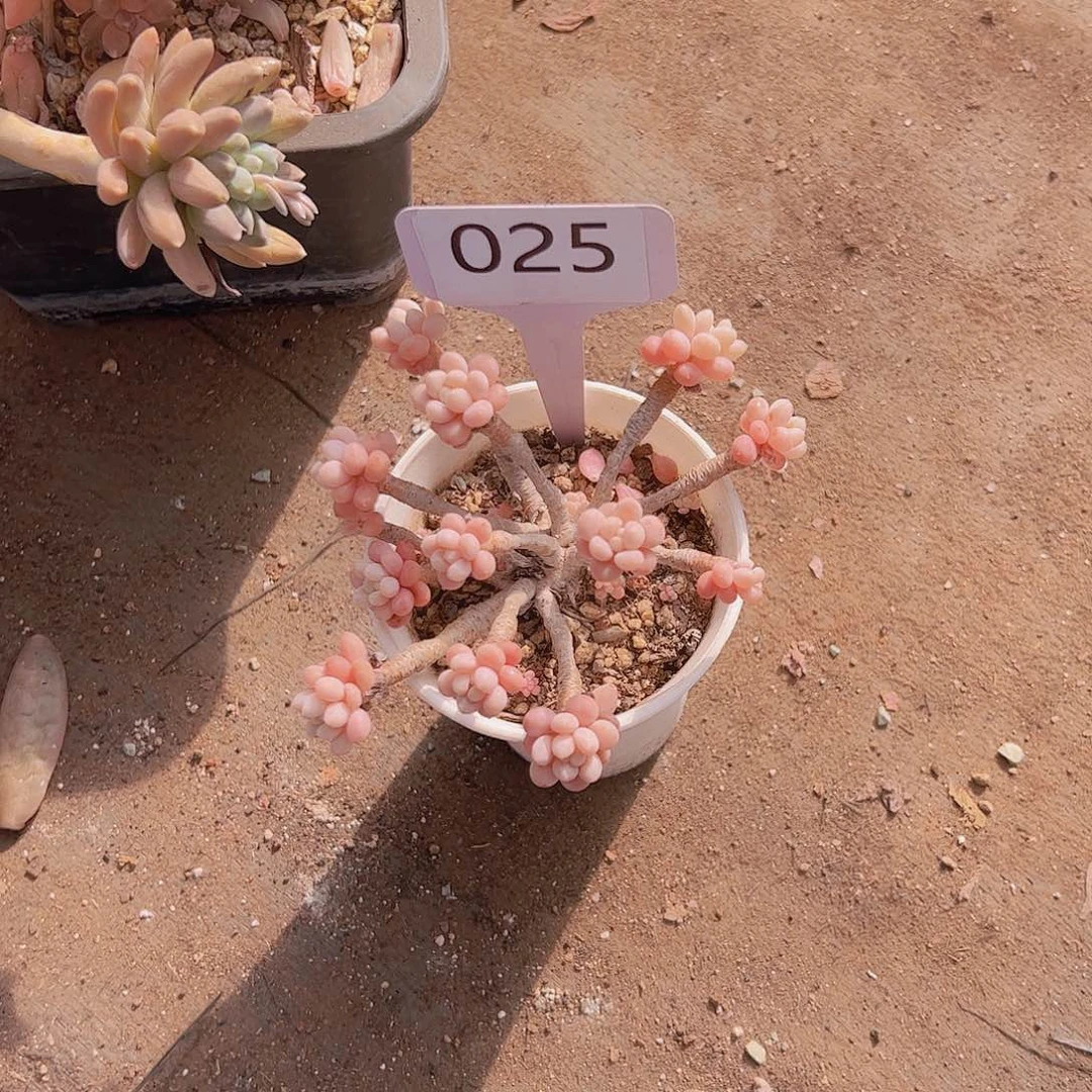 雁***宿025鱼子酱10不售后