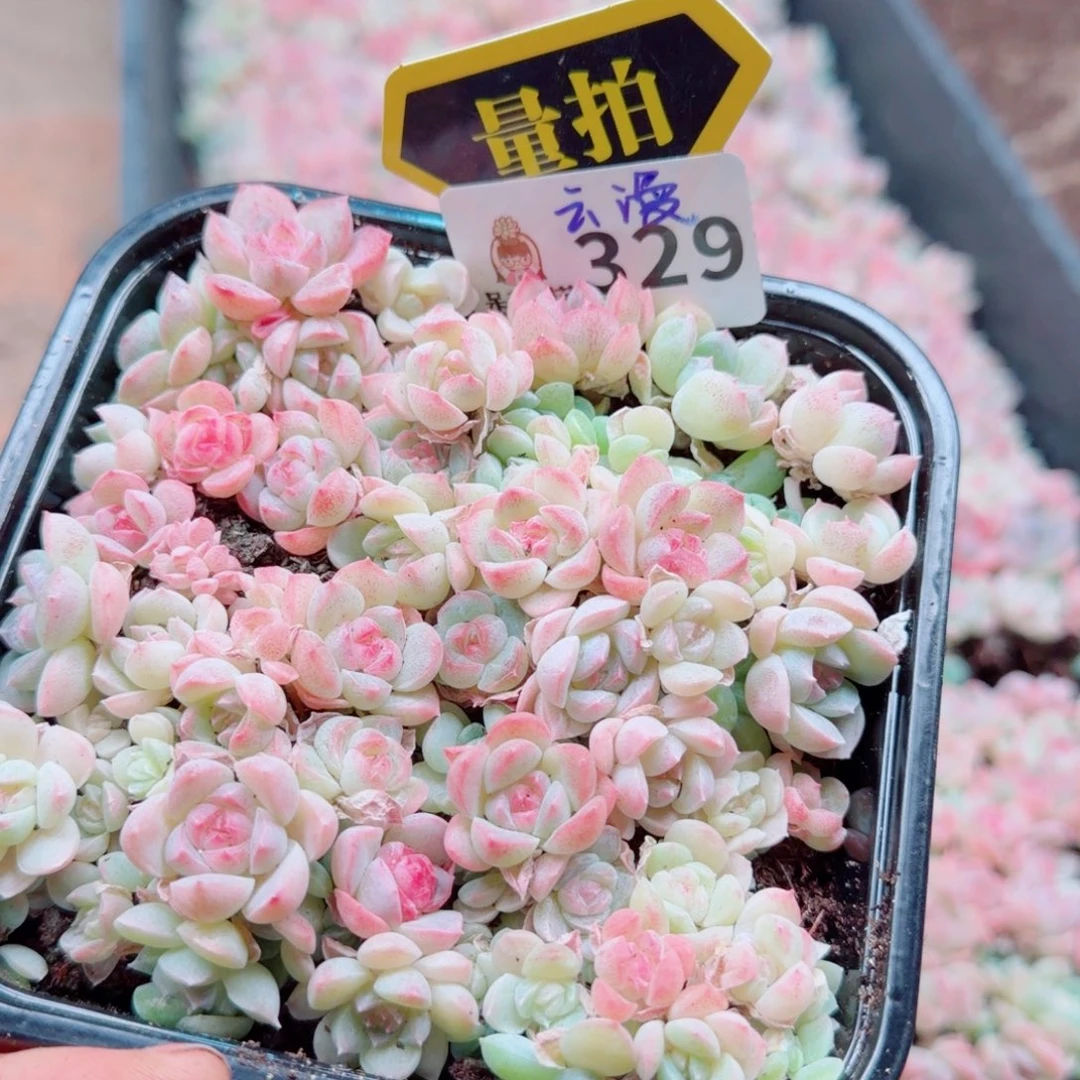 多肉植物多肉植物