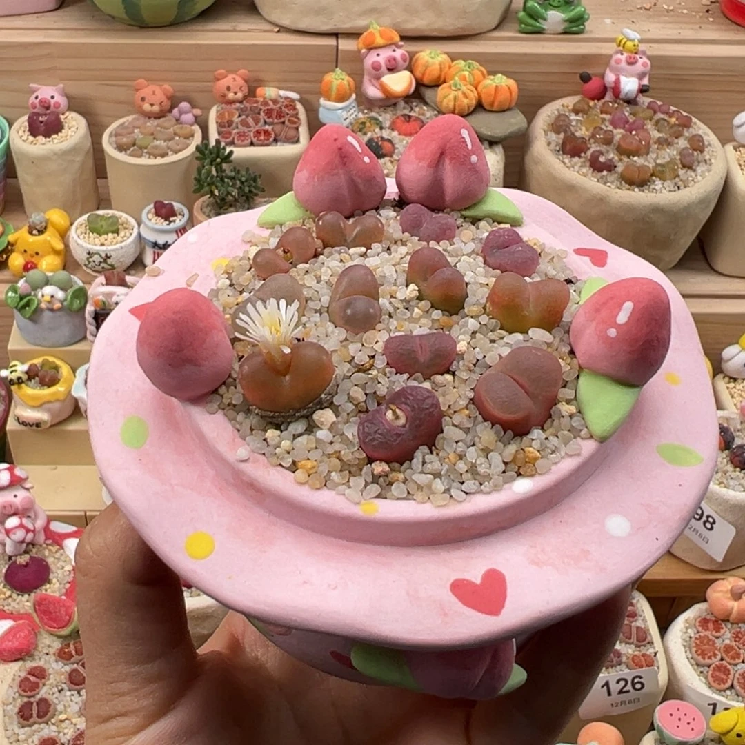 多肉植物149号粉毛