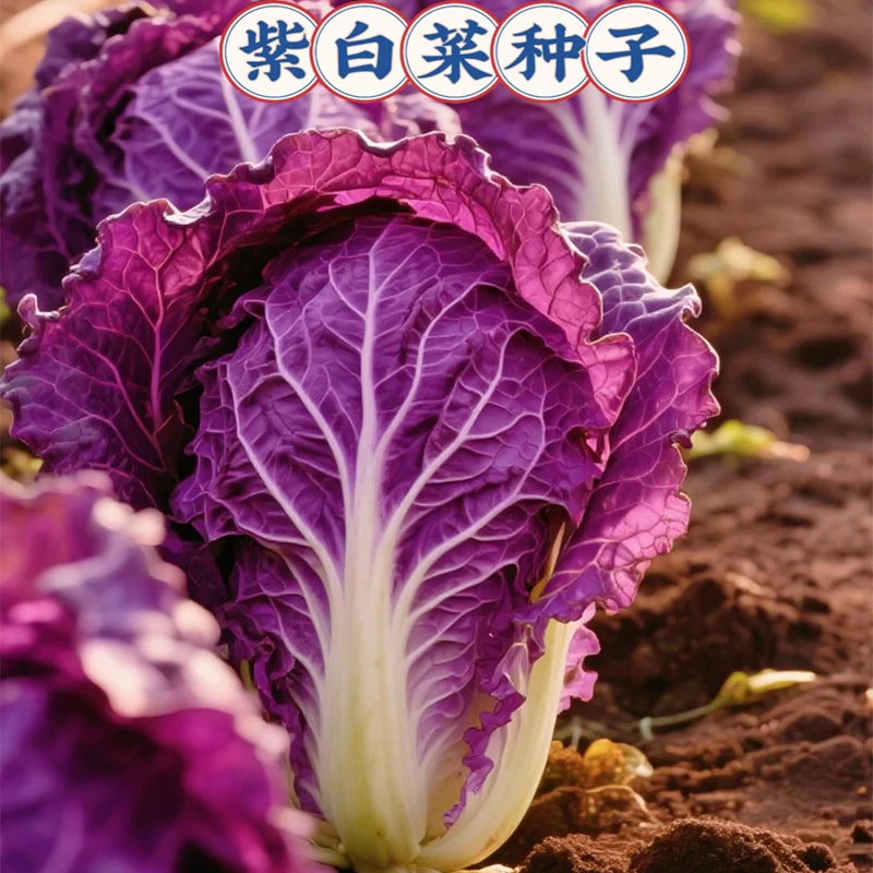 【紫白菜种子】紫白菜种子四季播种 庭院田地种植 农家蔬菜田地盆栽