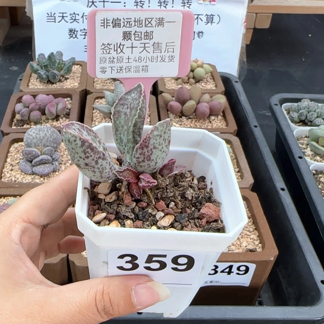 359粉鲍鱼多肉植物