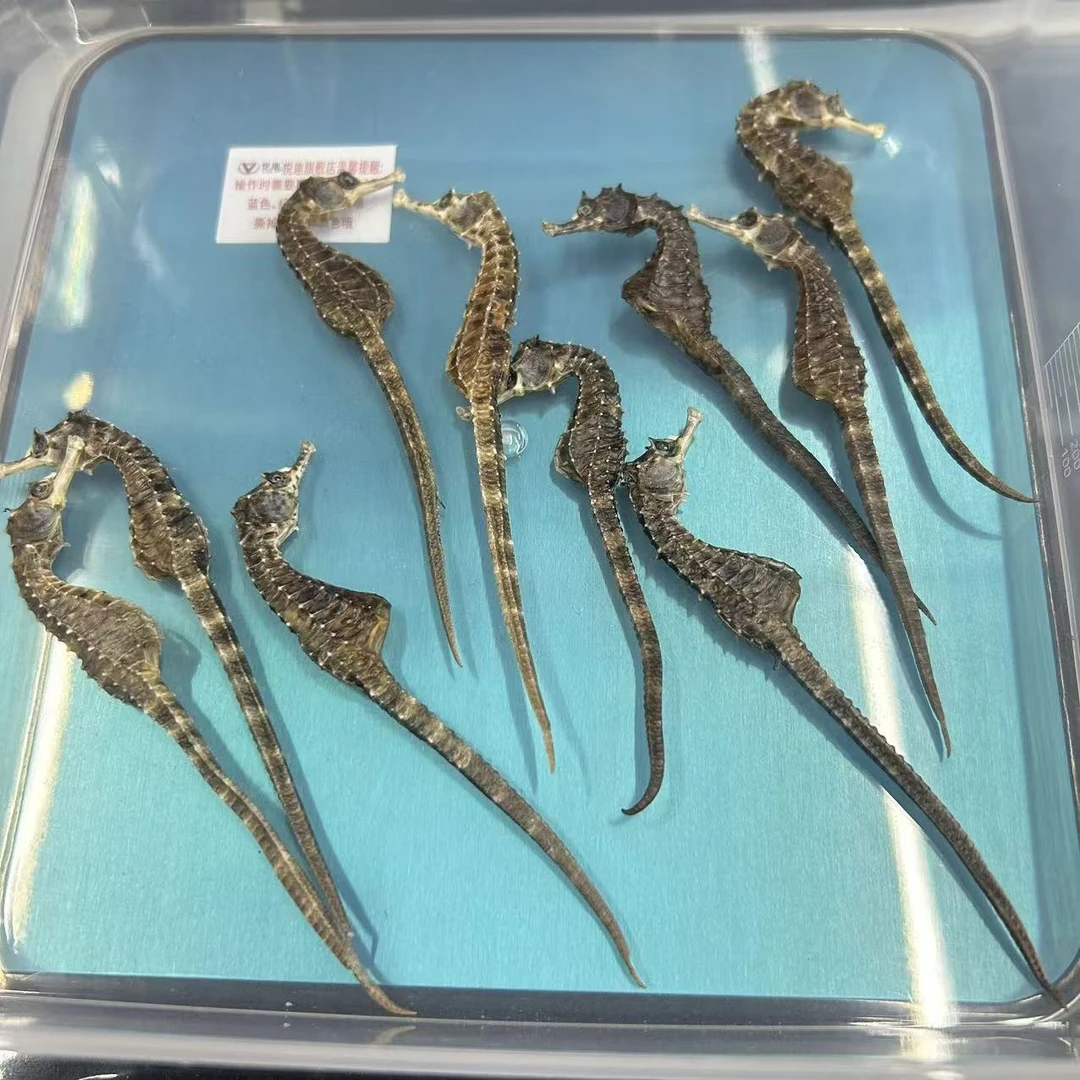 正品保真足干海干货马馬适合煲汤泡酒做汤料