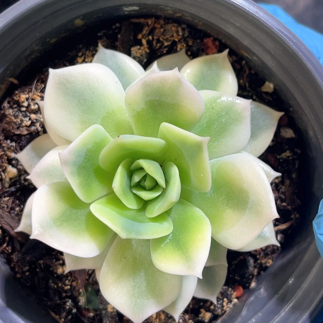 多肉特价范女王锦