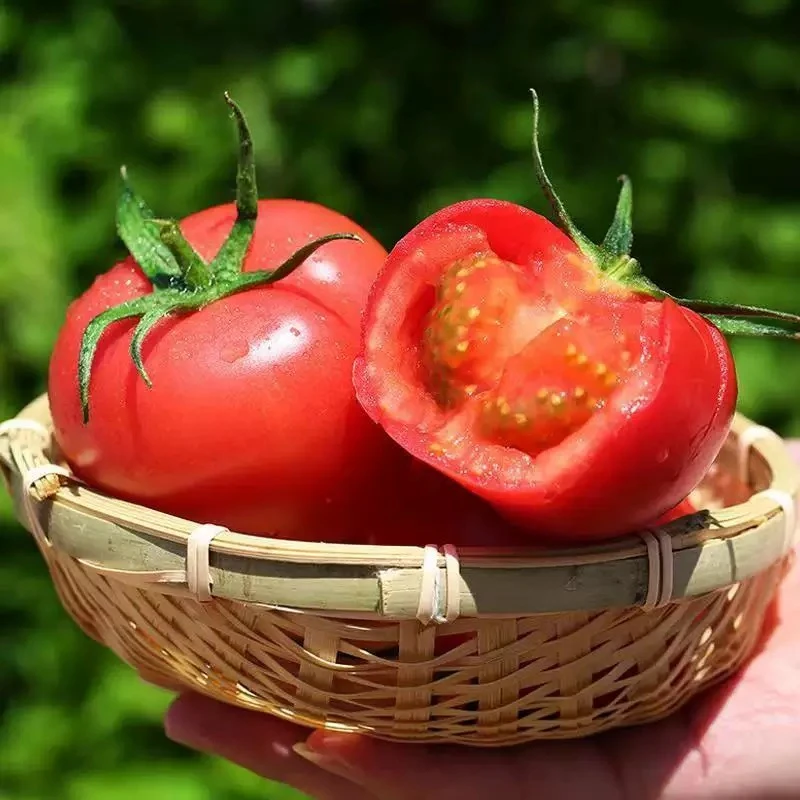 云南沙瓤西红柿当季新鲜自然熟沙瓤多汁美味番茄