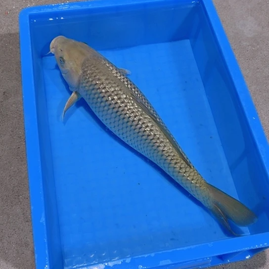 海水赤木芒果空鲤