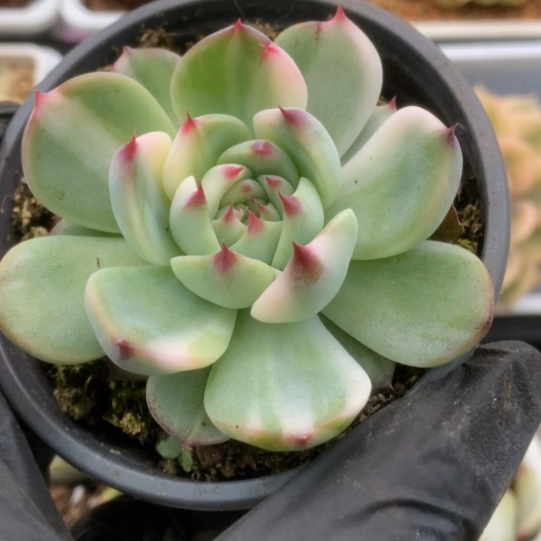 022锦锦锦锦锦锦锦锦锦