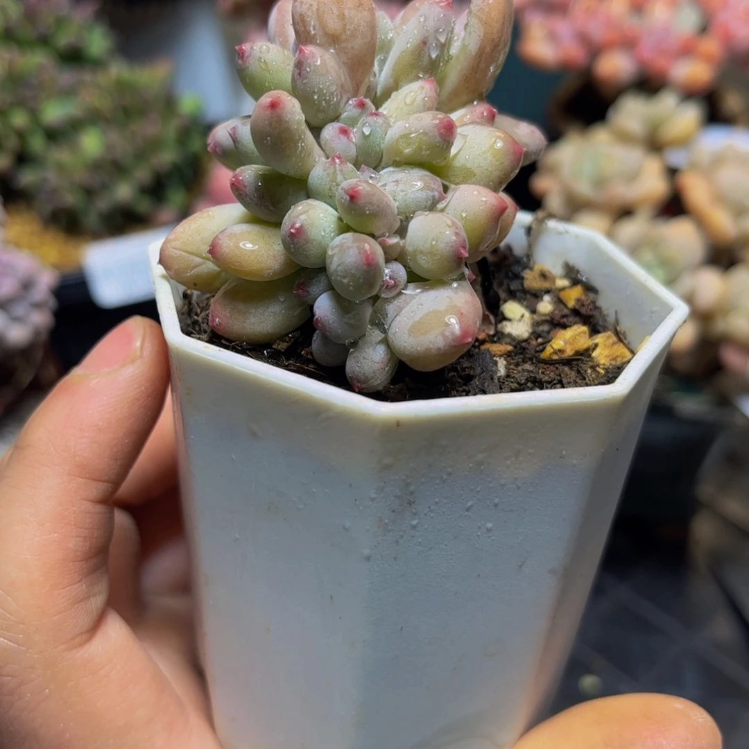 1304苹果奶缀6厘米