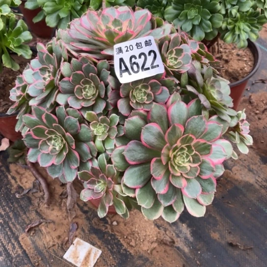 633粉花妖不包断枝