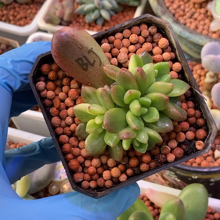 悖论锦多肉植物多肉