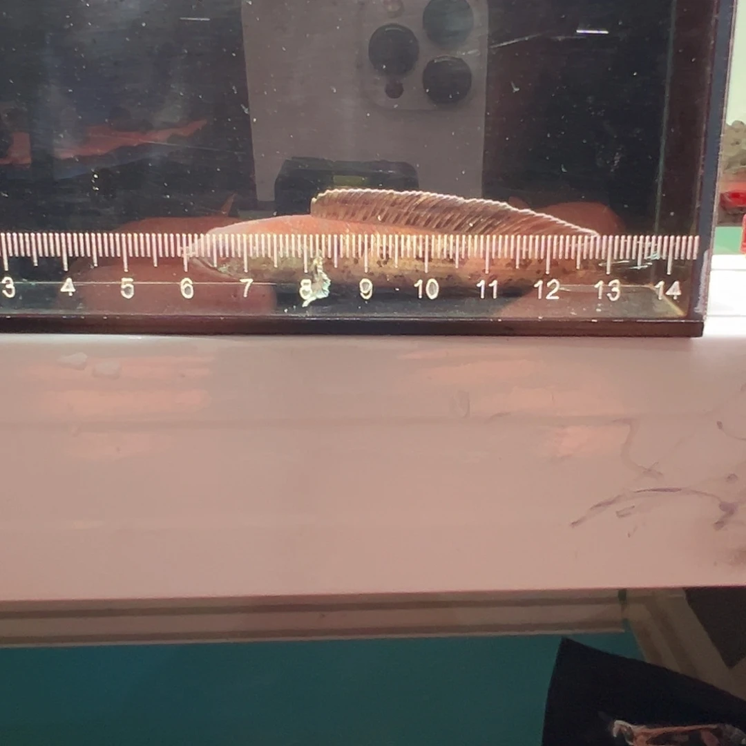 雷龙印尼眼睛蛇11111111111