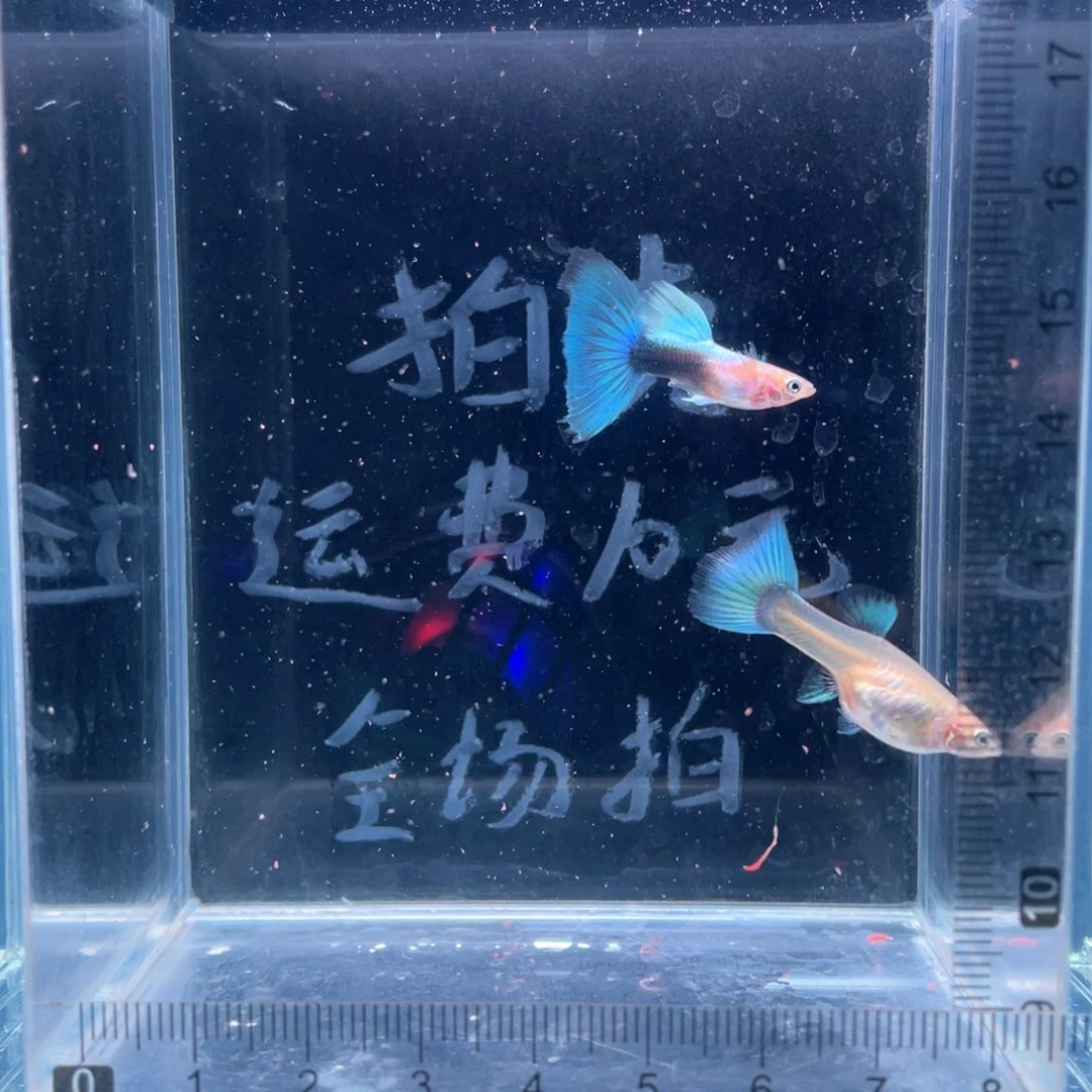 孔雀鱼黄化蓝礼服一对