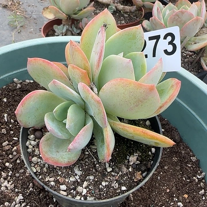 用****8273果冻白凤脱土发货不退不换