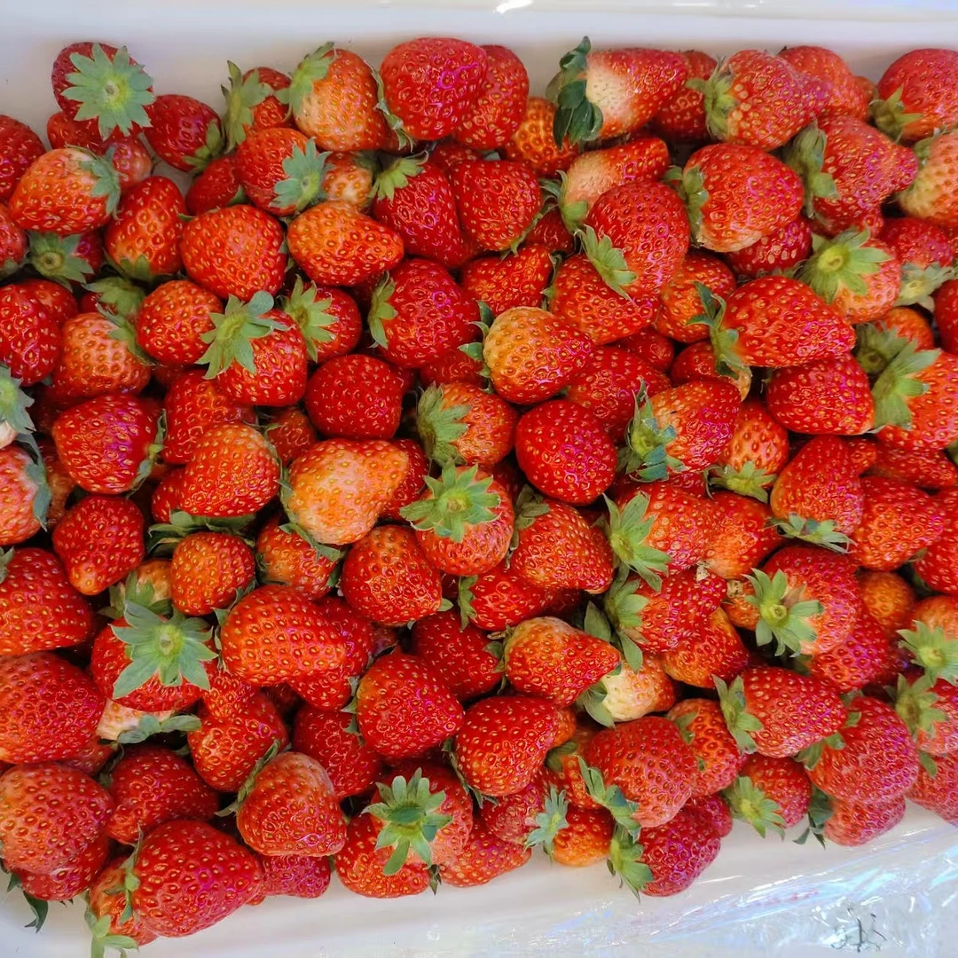 长丰红颜草莓新鲜纯甜送货上门32.8一斤安徽省