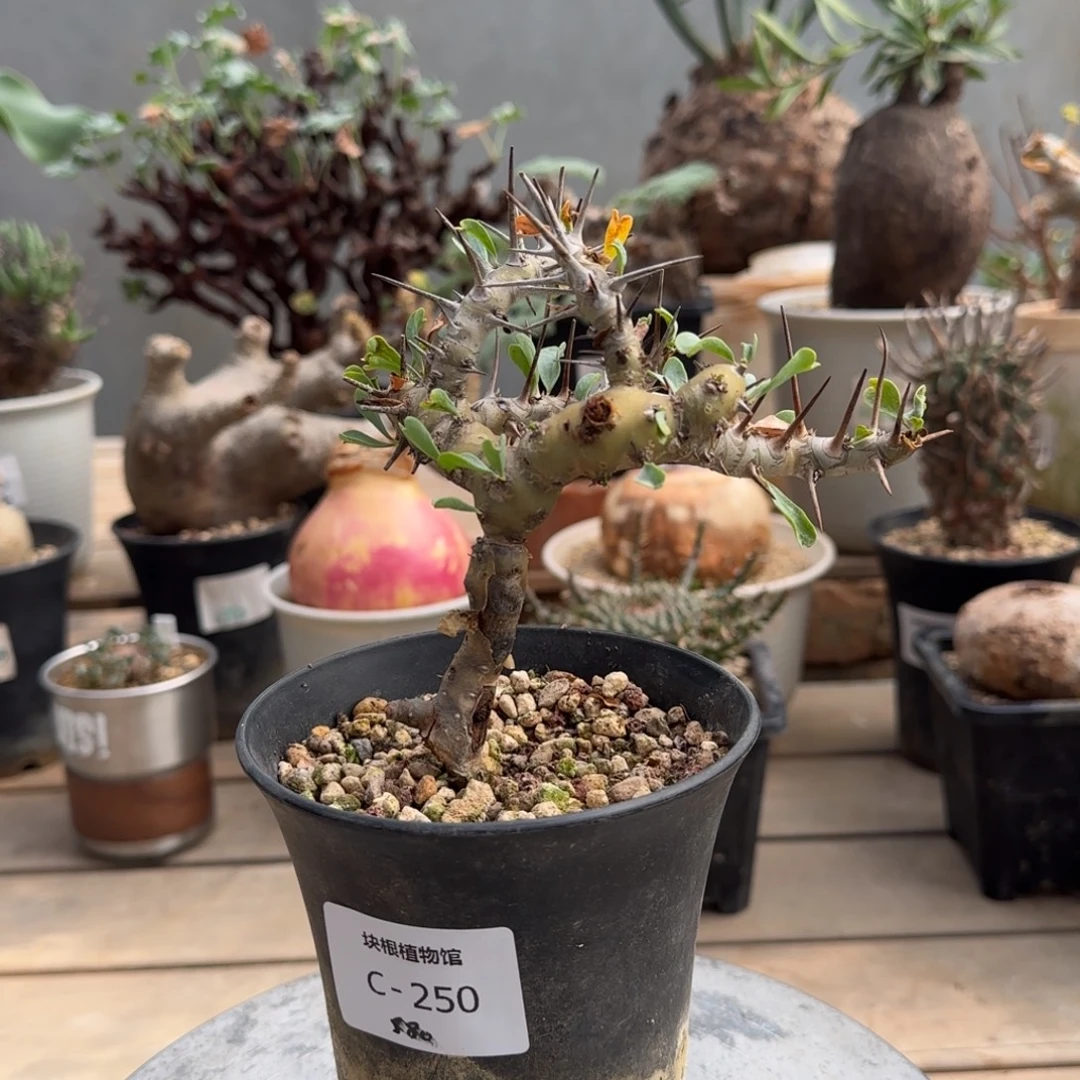 250红花鱼骨葵不带盆