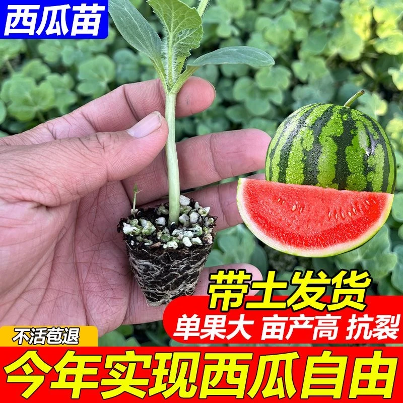 西瓜苗嫁接8424冰糖麒麟西瓜无籽甜王大西瓜阳台盆栽西瓜苗