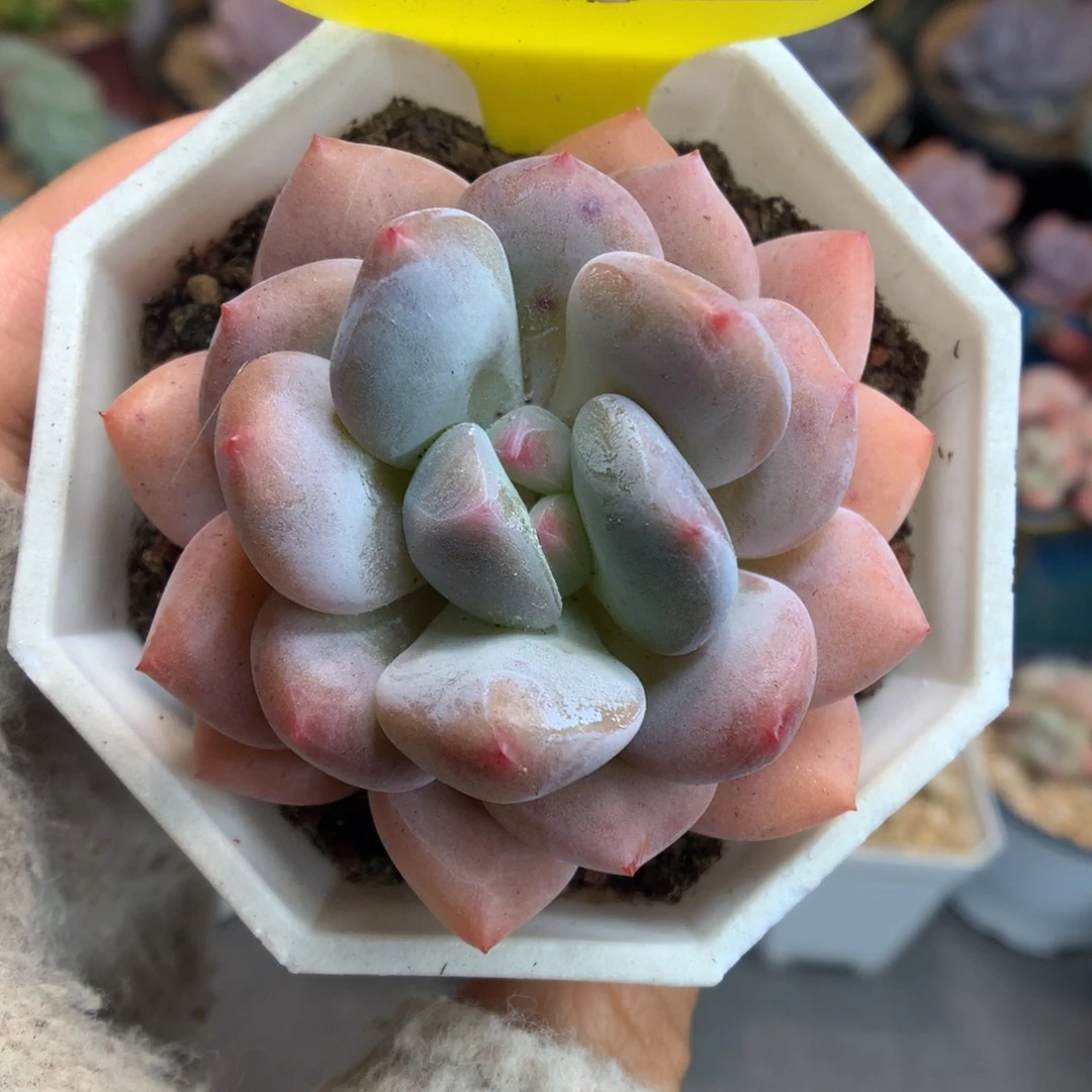 27香水橙子杂交多肉