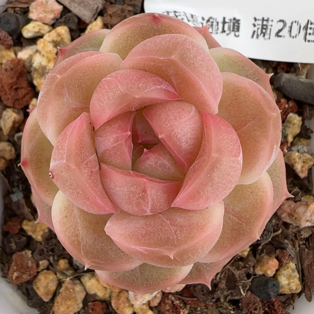 花语逸镜0224-280