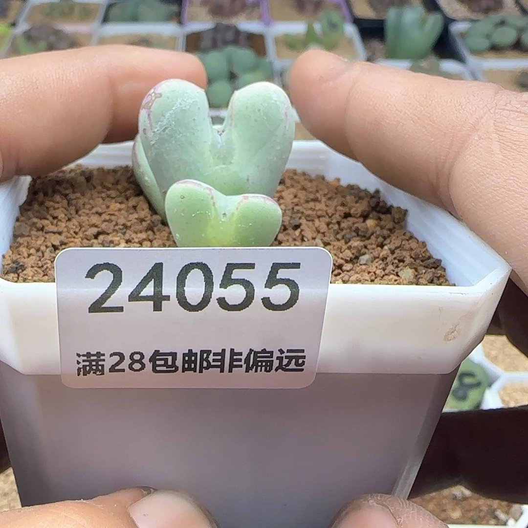 ¹***?脱土年后发货24055