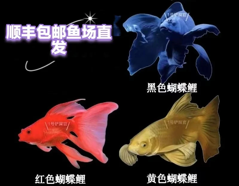 纯种台系蝴蝶鲤短球体黑红金观赏鱼【包活】好养耐活活体发货