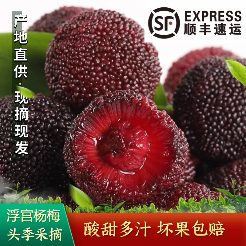 【顺丰快递】正宗福建浮宫杨梅黑炭杨梅新鲜水果当季采摘酸甜多汁