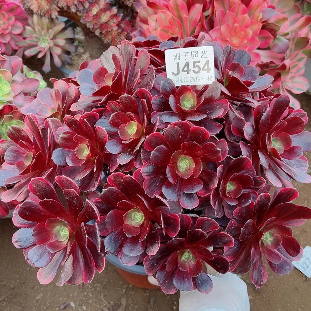 454爱神尺寸28左右