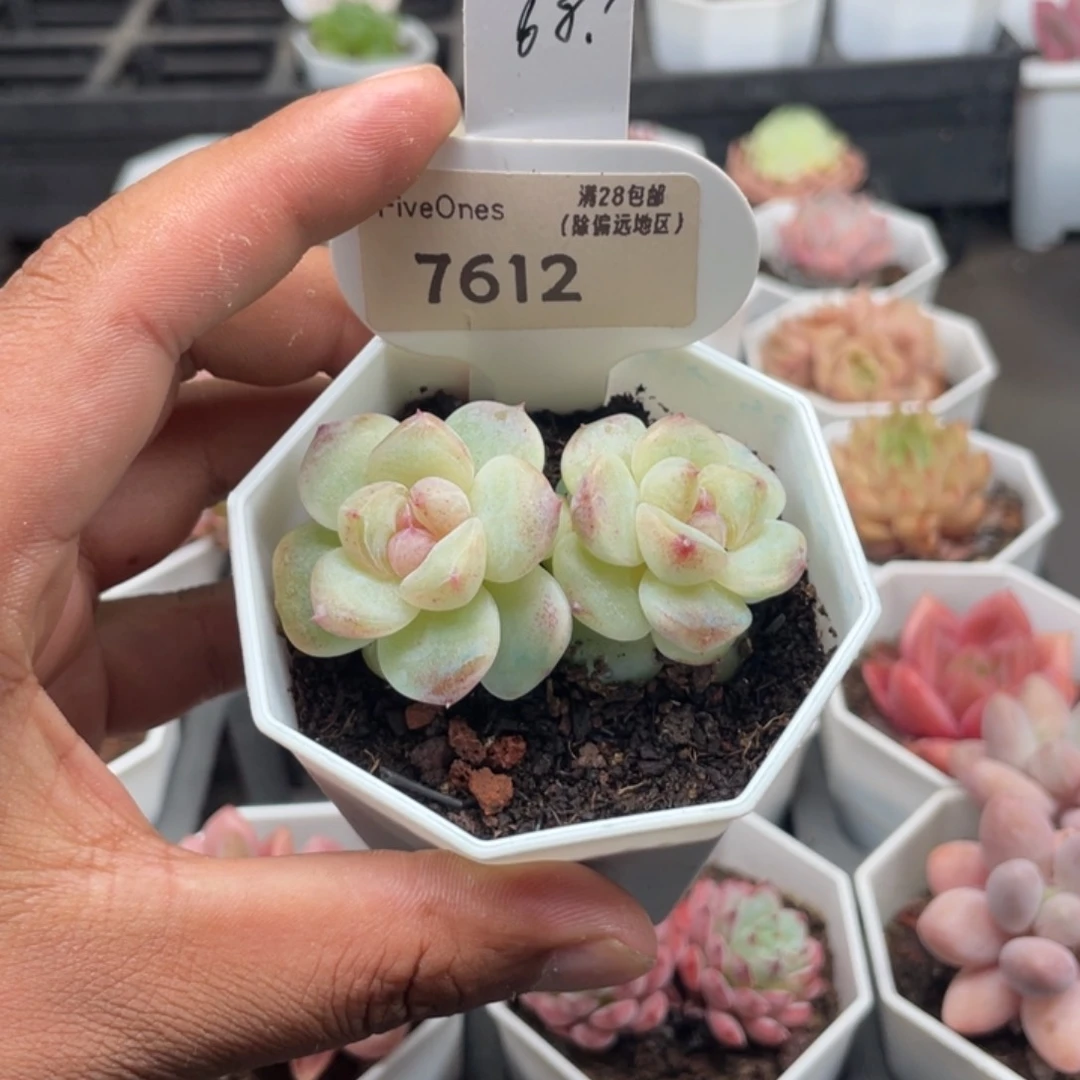 7612不知名5.0厘米
