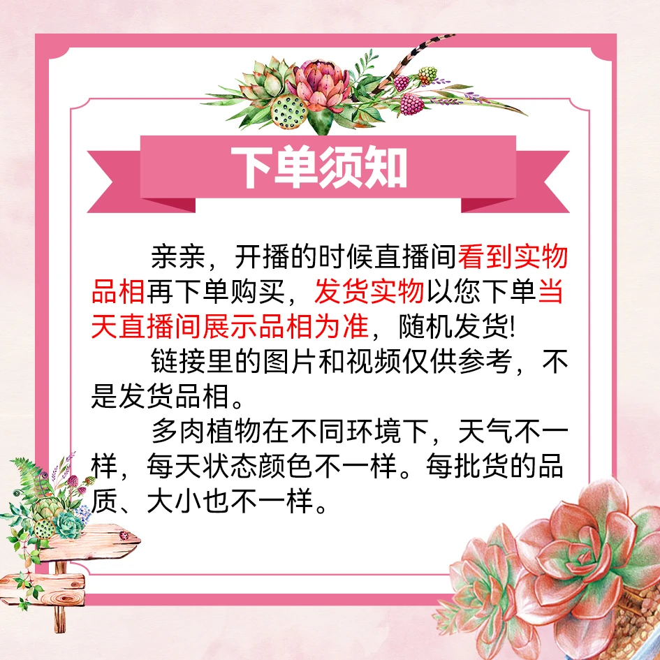 剑司诺娃穴盘带桩多肉小3颗