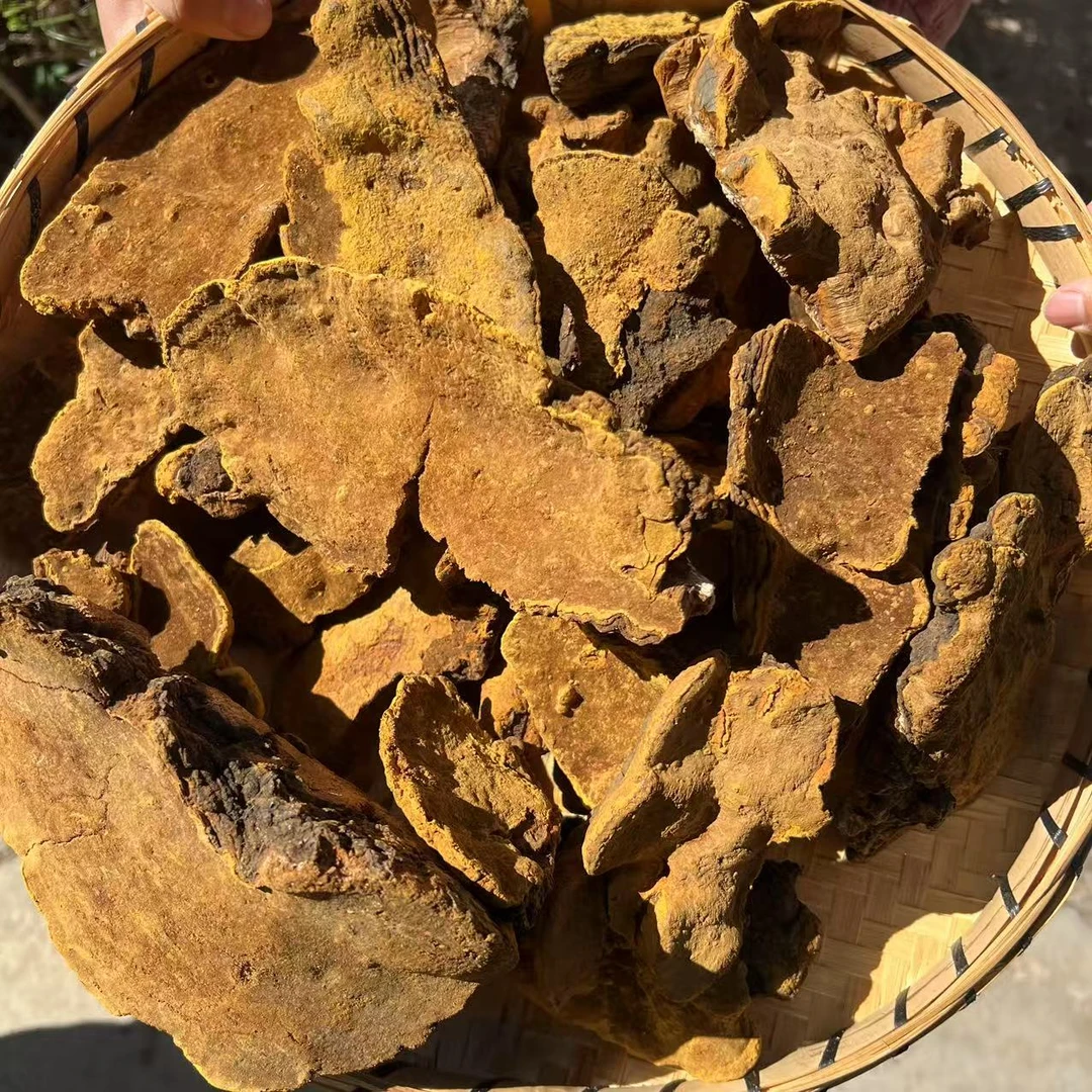 【小清】深山桑黄菌 1