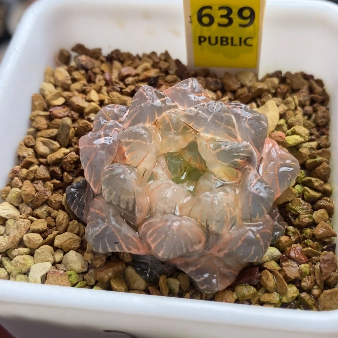 639糊斑湖水玉露锦