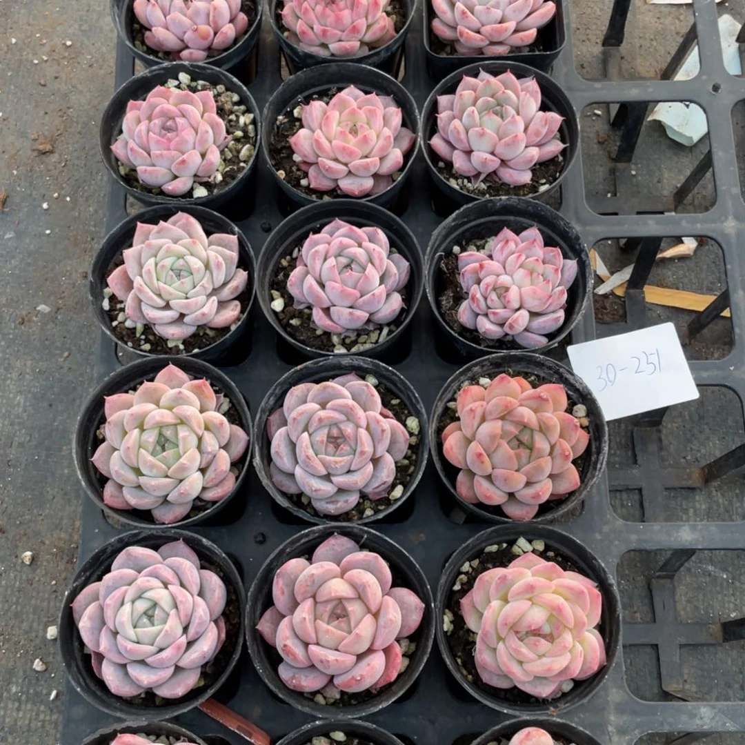 一物一拍18颗30-251