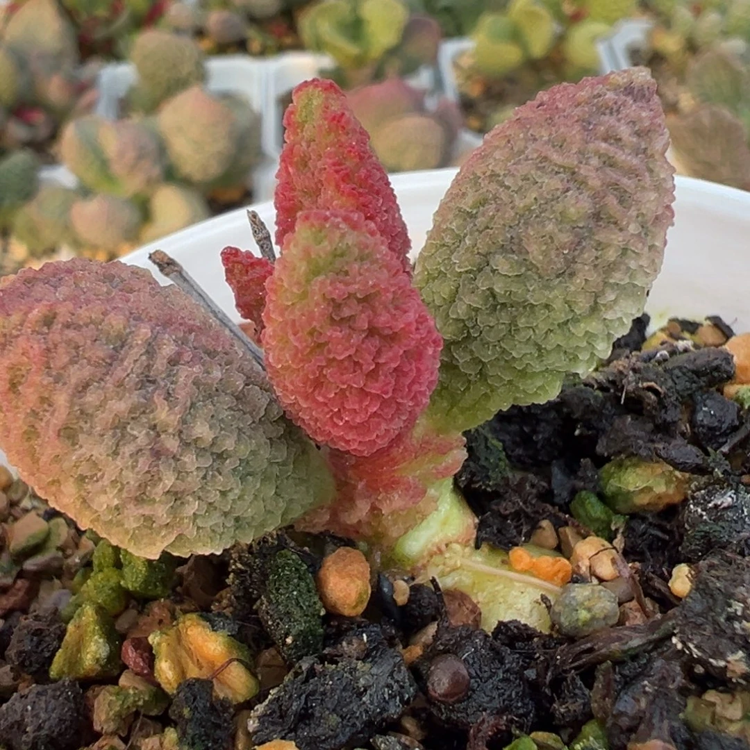 实生新品多肉植物水泡多肉植物