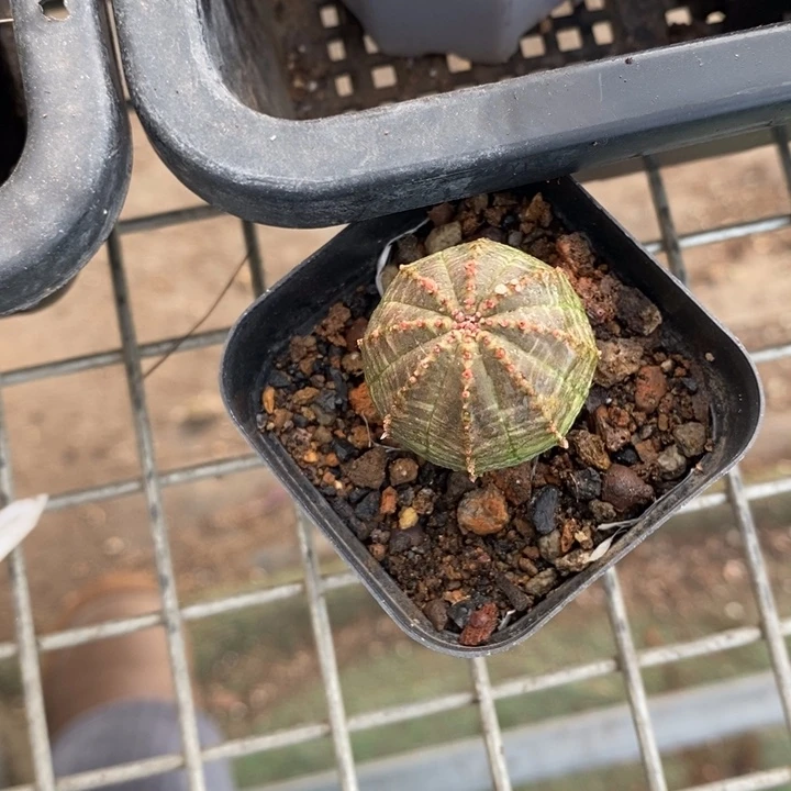 伯克利的故事是一个人的