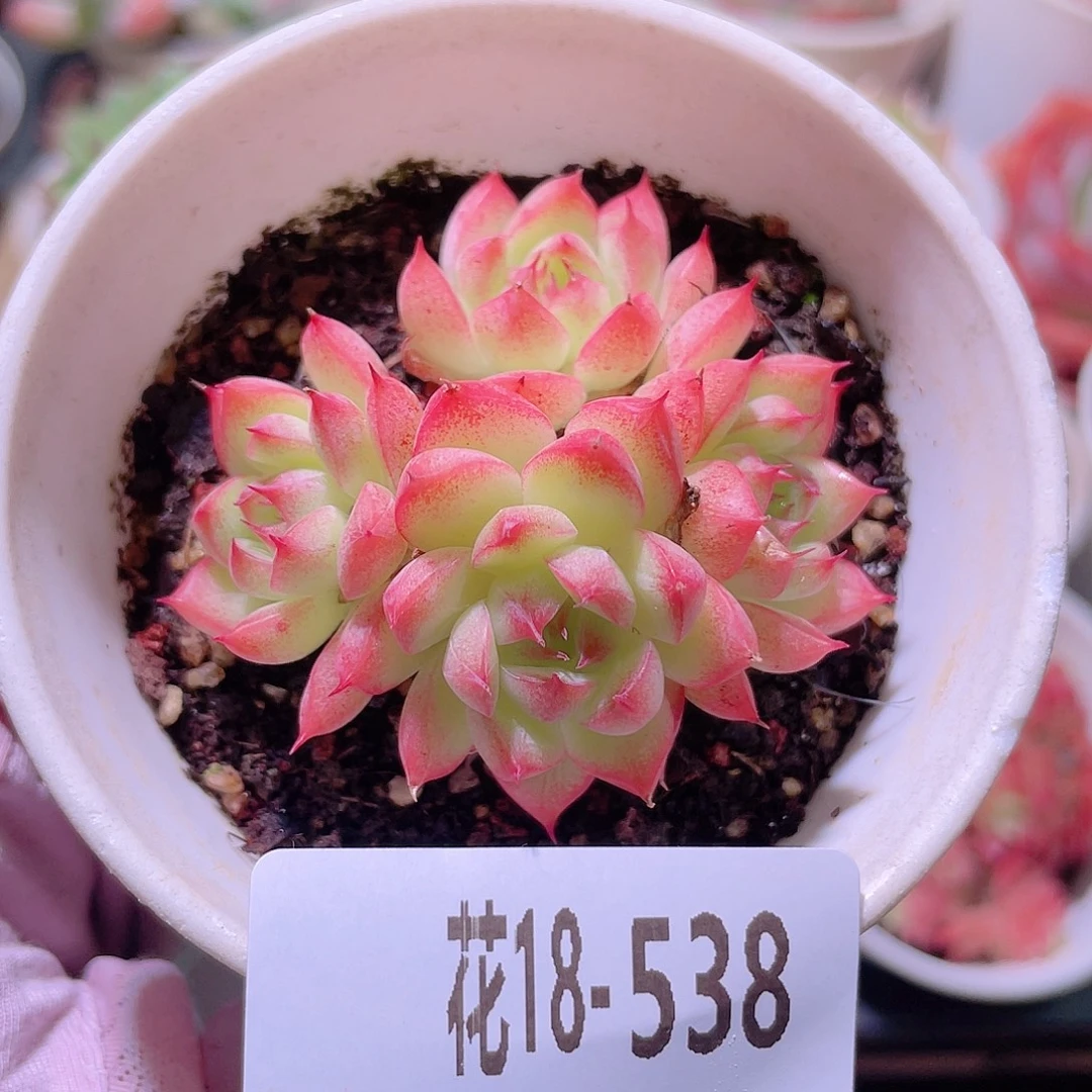 花利美18-538海王