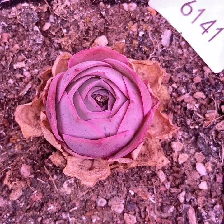 6141山地玫瑰水蜜桃