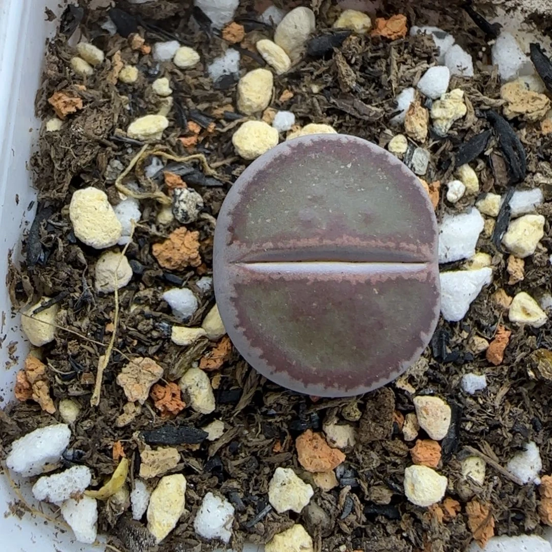 二蜕dark 清框福利30包邮