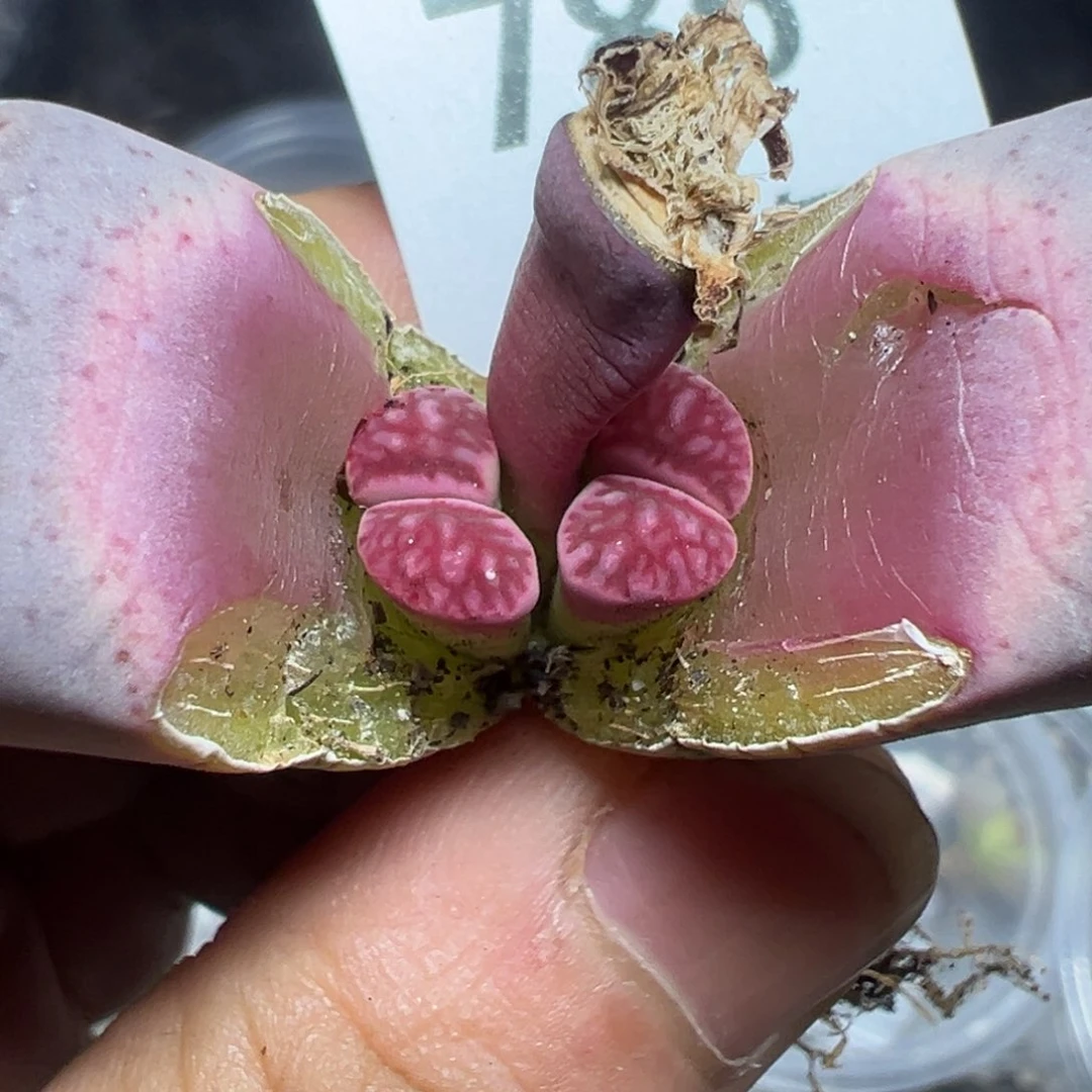 【闪购商品】 786。