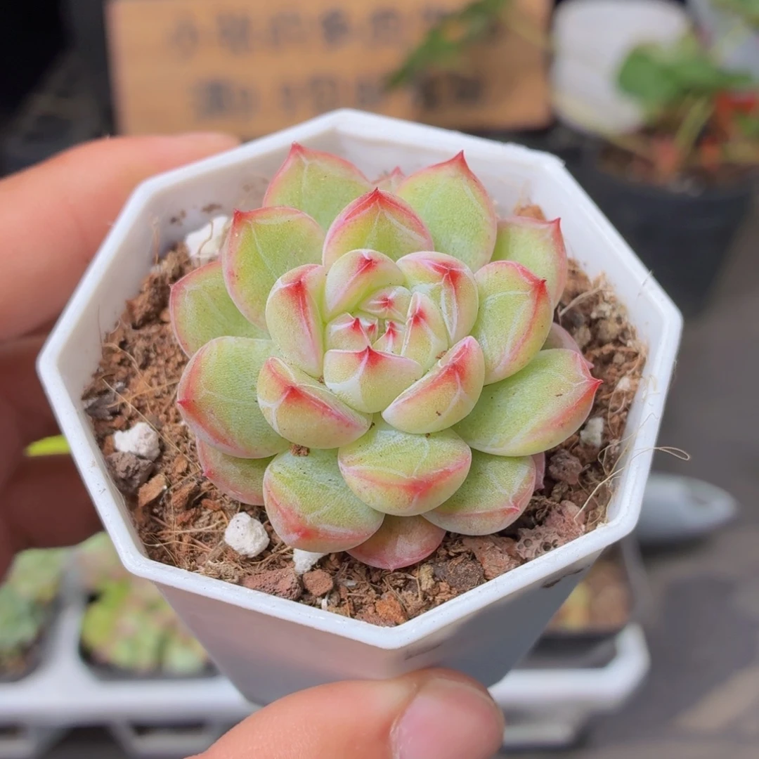 雪花珍妮多肉9.9包邮发货