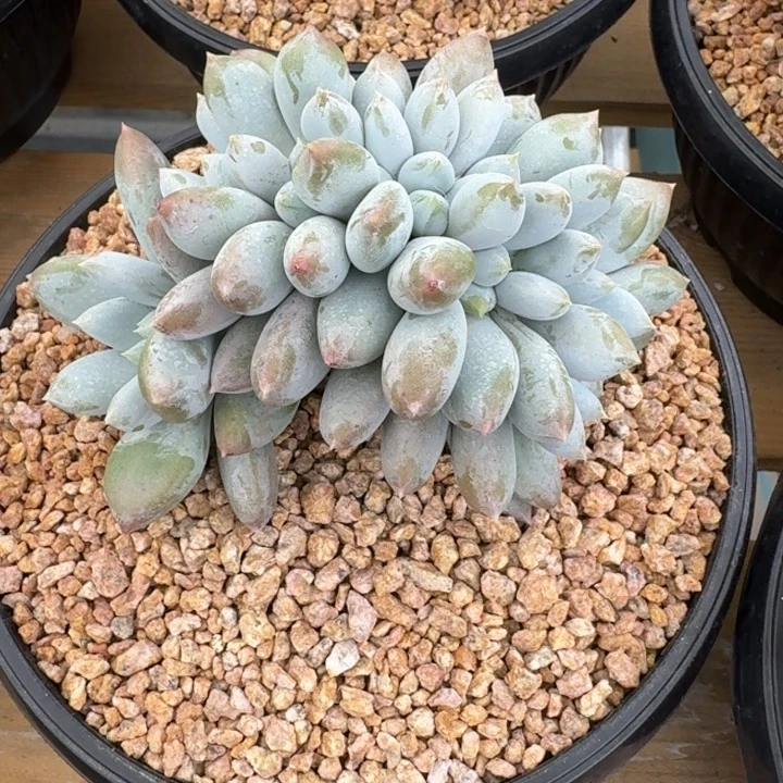*****多肉植物哥特缀化