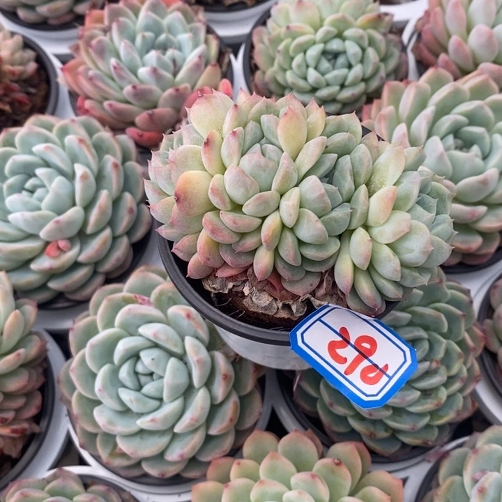 修*一物一拍白桃汽水290